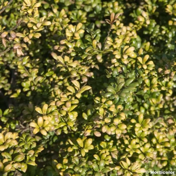 ILEX crenata Convexa