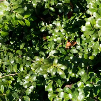 ILEX crenata Green Hedge