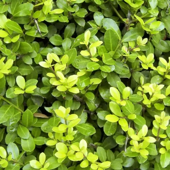 ILEX crenata