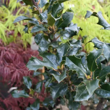 ILEX x meserveae Blue Angel