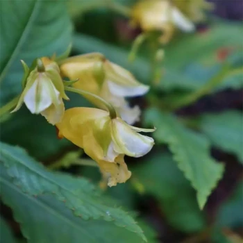 IMPATIENS x novae-guinea