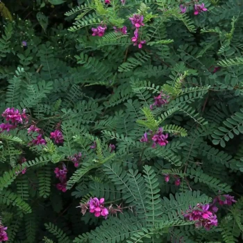 INDIGOFERA heterantha Gerardiana