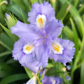 IRIS confusa