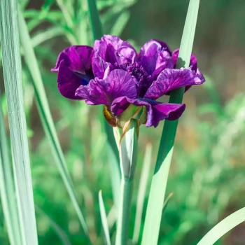IRIS sibirica Gull's Wing