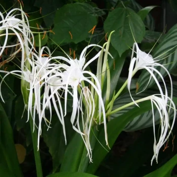 ISMENE longipetala
