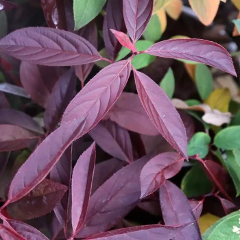 ITEA virginica Henry's Garnet
