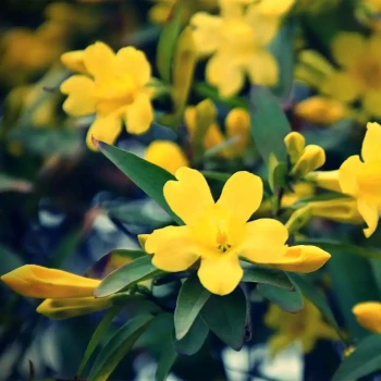 JASMINUM humile
