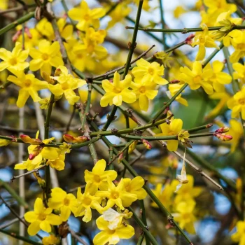 JASMINUM nudiflorum