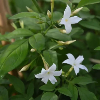 JASMINUM officinalis 'Affine'