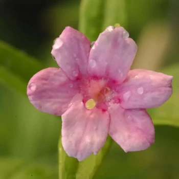 JASMINUM x stephanense
