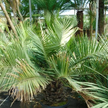 JUBAEA chilensis