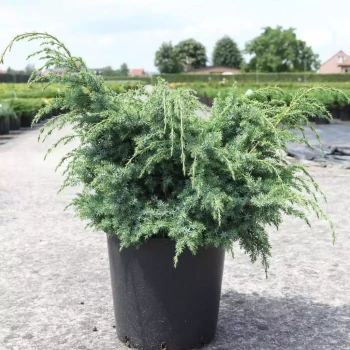 JUNIPERUS media Old Gold