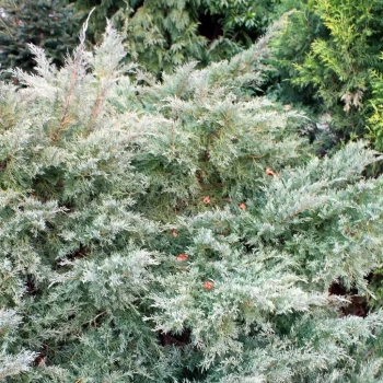 JUNIPERUS pfitzeriana Aurea