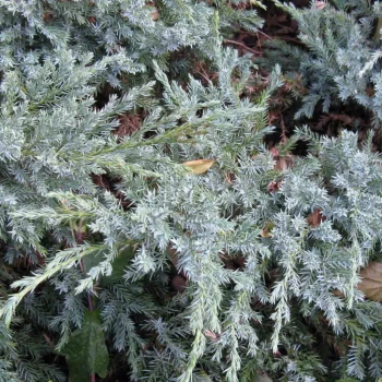 JUNIPERUS squamata Blue Carpet