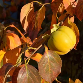 DIOSPYROS kaki Fuyu