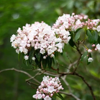 KALMIA latifolia Kardinal