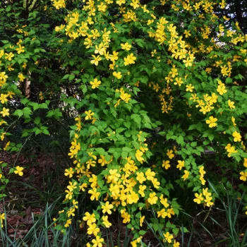 KERRIA japonica Golden Guinea