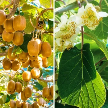 ACTINIDIA deliciosa Boskoop