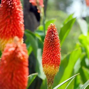 KNIPHOFIA x Poco Citron