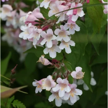 KOLKWITIZIA amabilis Pink Cloud