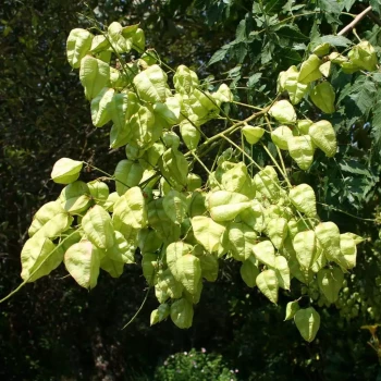 KOELREUTERIA paniculata Fastigiata