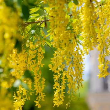 LABURNUM anagyroides