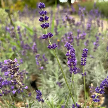 LAVANDULA angustifolia Munstead