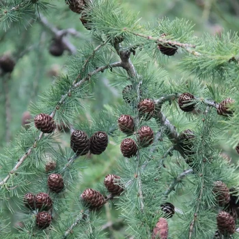 LARIX decidua