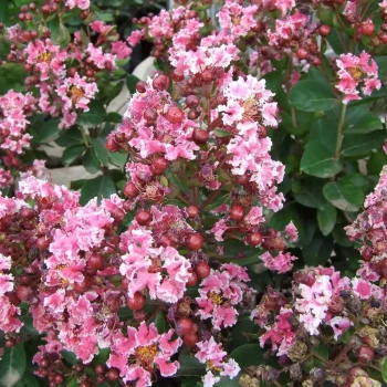 LAGERSTROEMIA indica Berlingot Menthe