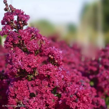 LAGERSTROEMIA indica Braise d'été