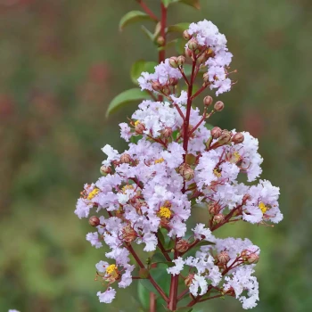 LAGERSTROEMIA indica Camaïeu d'été