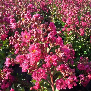 LAGERSTROEMIA indica Fuchsia d'été