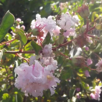LAGERSTROEMIA indica King Summer