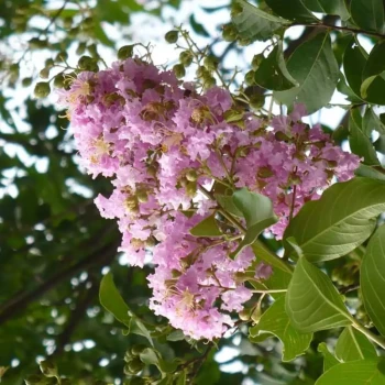 LAGERSTROEMIA indica Mauve Clair