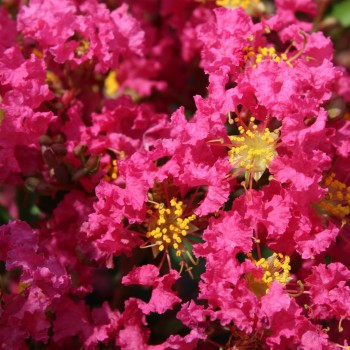 LAGERSTROEMIA indica Mystic Magenta