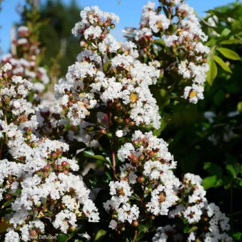 LAGERSTROEMIA indica Neige d'été