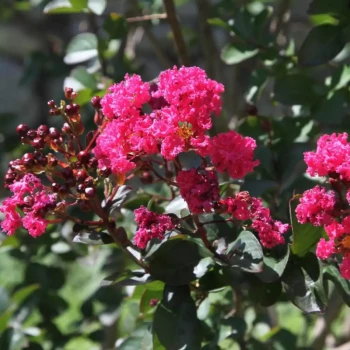LAGERSTROEMIA indica Pink Velours