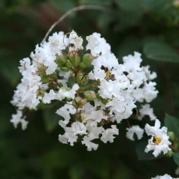 LAGERSTROEMIA indica Pixie White