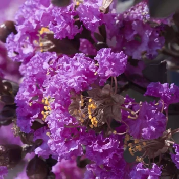LAGERSTROEMIA indica Purely Purple