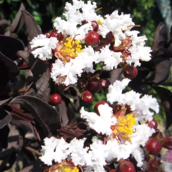 LAGERSTROEMIA indica Pure White