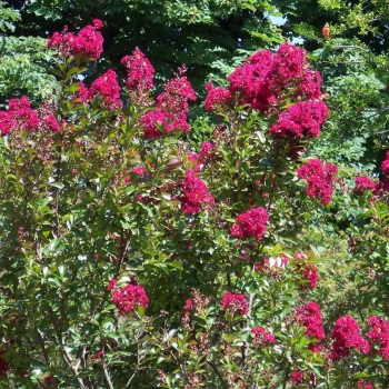 LAGERSTROEMIA indica Red Imperator