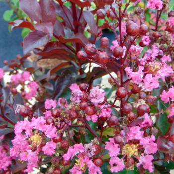 LAGERSTROEMIA indica Rhapsody in Pink