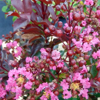 LAGERSTROEMIA indica Rhapsody in Pink