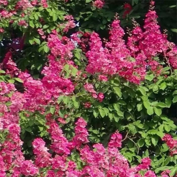 LAGERSTROEMIA indica Rose Fuchsia