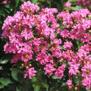 LAGERSTROEMIA indica Rose Indien