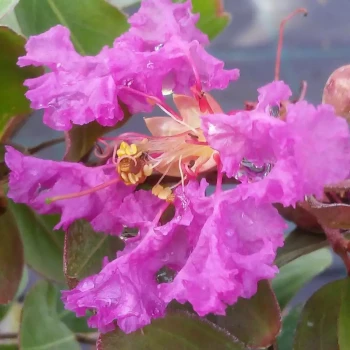 LAGERSTROEMIA indica Summer King