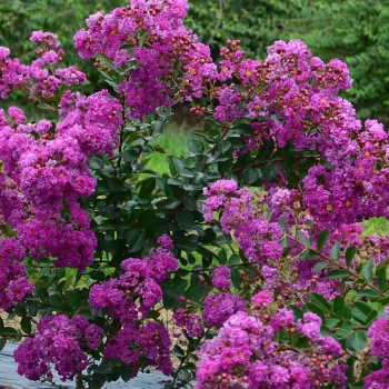 LAGERSTROEMIA indica Violet d'été