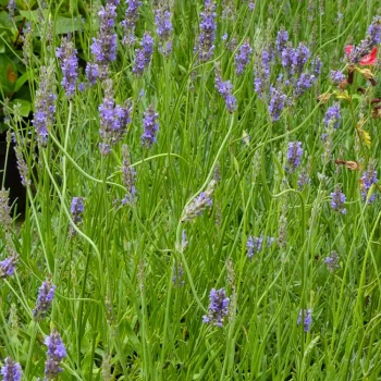 LAVANDULA x intermedia Dutch