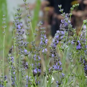 LAVANDULA x intermedia Grosso