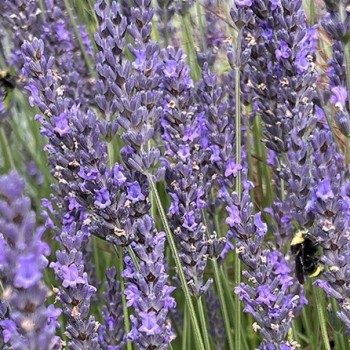 LAVANDULA x intermedia Phenomenal